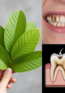 Fresh guava leaves used for natural remedies and health benefits.