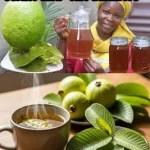 A cup of guava leaf tea surrounded by fresh guava leaves.