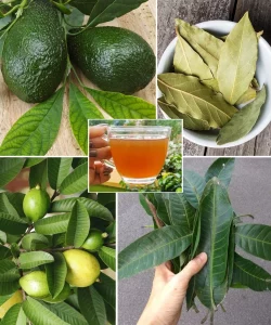 A variety of herbal leaf teas displayed in serene settings, showcasing their health benefits.