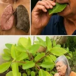 Miracle Leaf of Life preparations showcasing health benefits and usage.