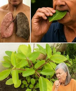 Miracle Leaf of Life preparations showcasing health benefits and usage.